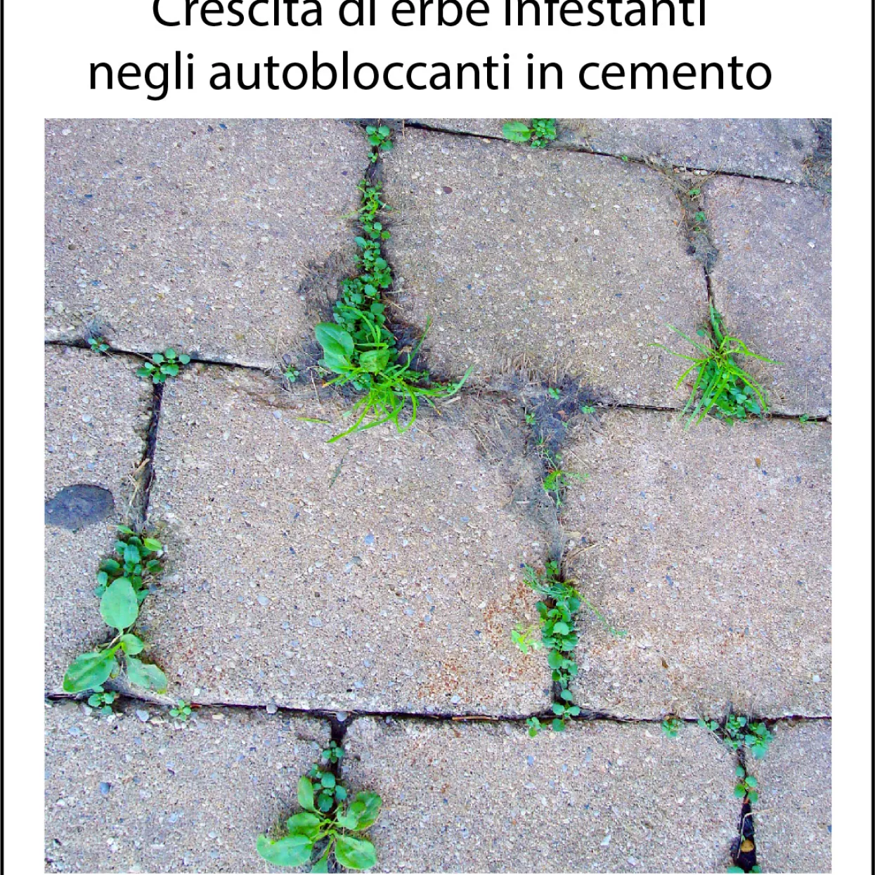 Crescita di erbe infestanti nelle fughe degli autobloccanti in cemento