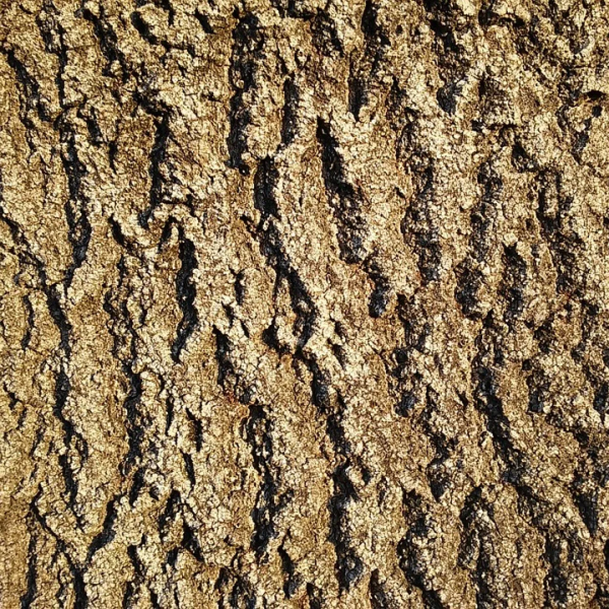 legno di frassino parquet Veneto 