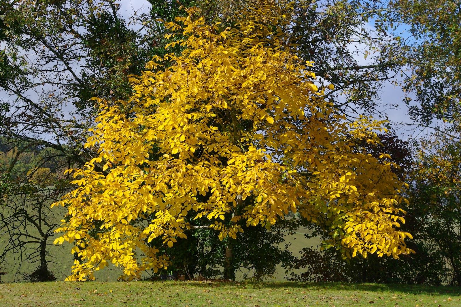 albero di noce