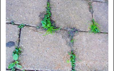 Crescita di erbe infestanti nelle fughe degli autobloccanti in cemento