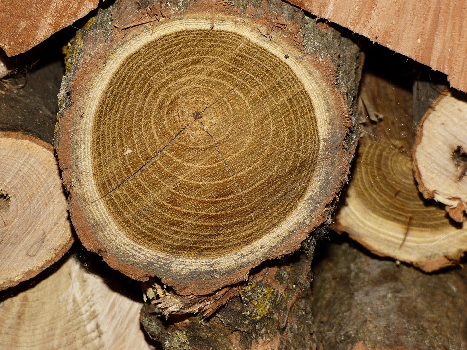 acacia legno pavimento robinia parquet Veneto