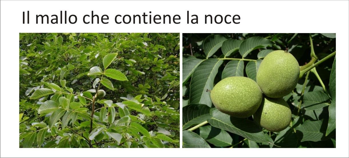 Il mallo del noce