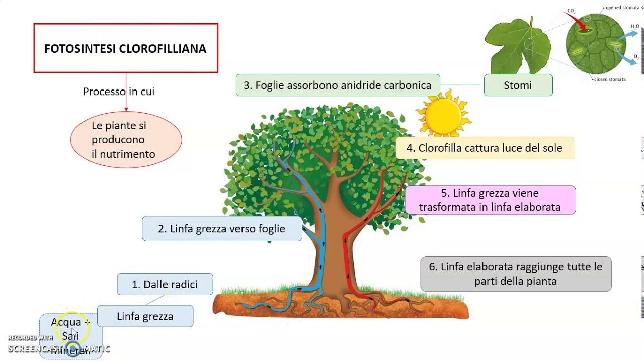 fotosintesi clorofilliana